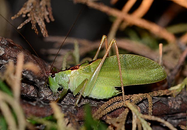 カイヅカイブキの中のハヤシノウマオイ