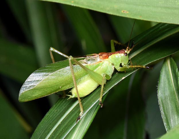 ハヤシノウマオイの写真