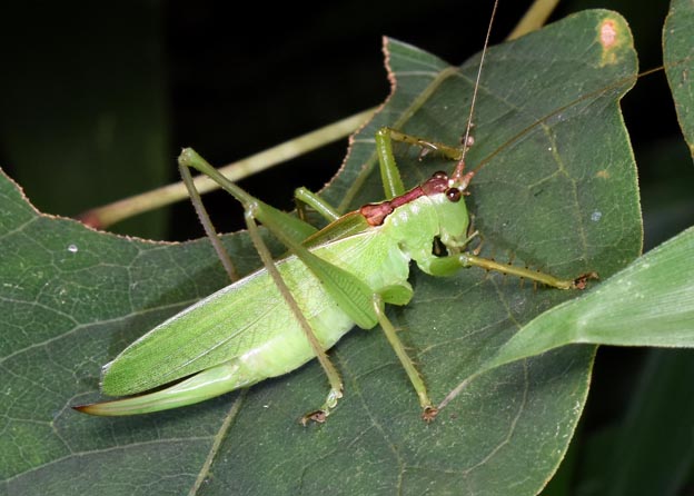 ウマオイのメスの写真