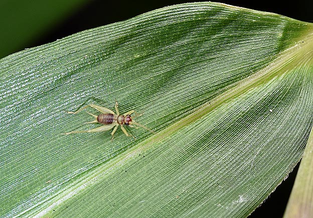 ウスグモスズの幼虫の写真