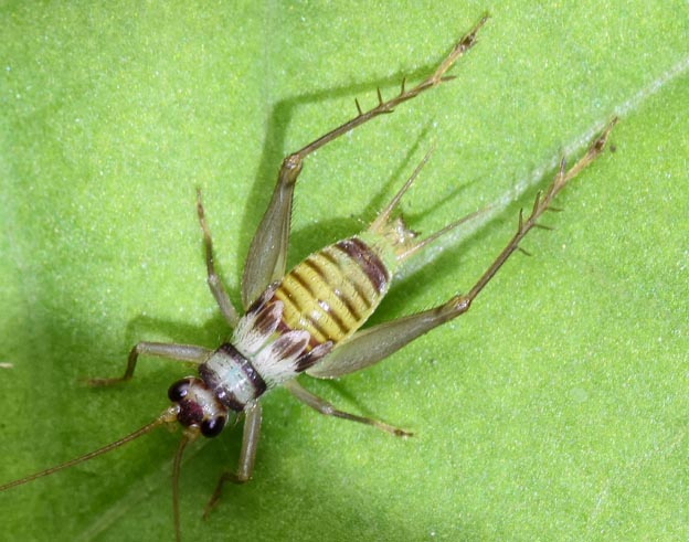 ウスグモスズの幼虫の写真