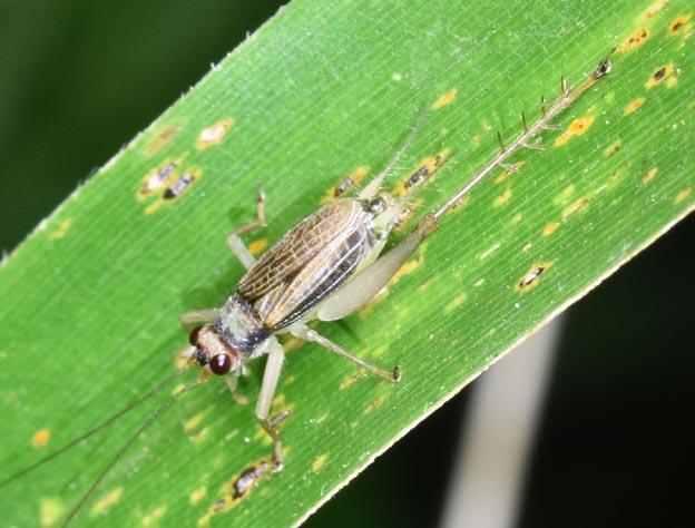 ウスグモスズの成虫の写真