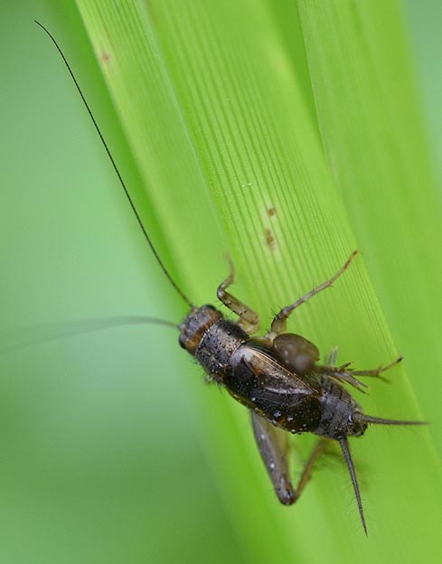 ヤチスズの写真