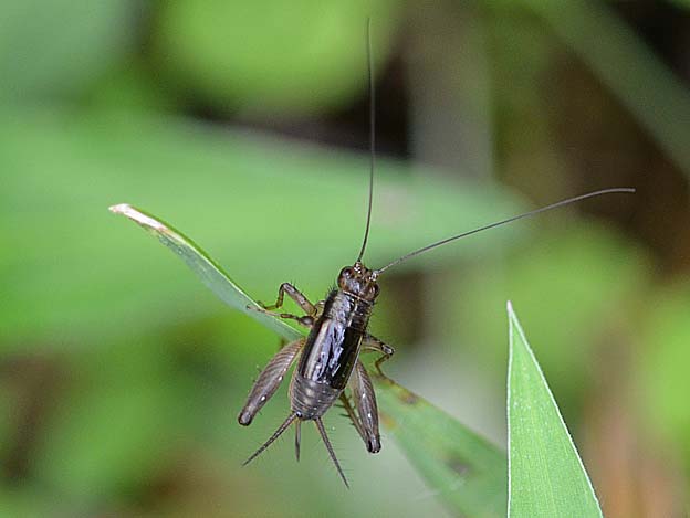 ヤチスズのメス