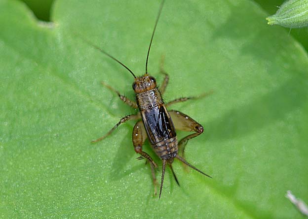 黄色がかったヤチスズ