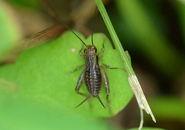 ヤチスズのオスの幼虫