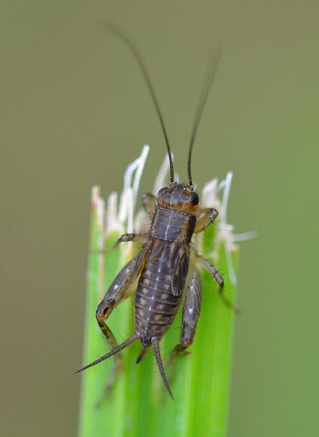 ヤチスズのメスの幼虫