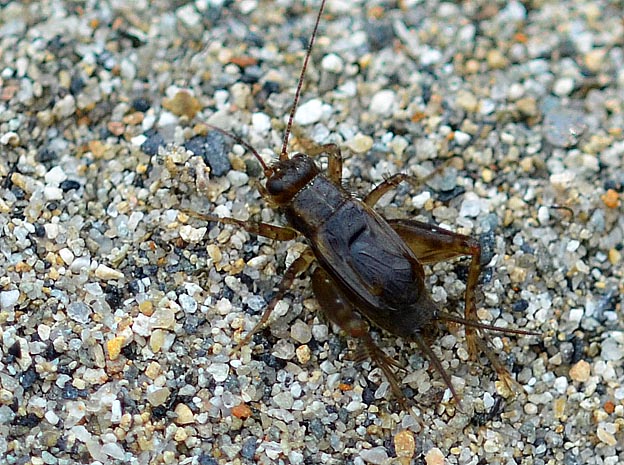 猪名川河川敷のヤチスズ