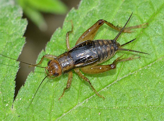 猪名川河川敷のヤチスズのメス